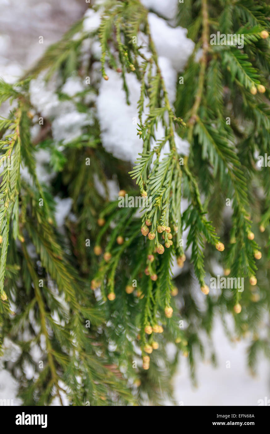 Close-up di foglie di pino nella neve. Fotografato nella foresta di modem, Golan, Israele Foto Stock