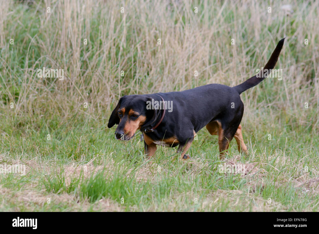 Bloodhound cipriota a piedi attraverso il campo Foto Stock