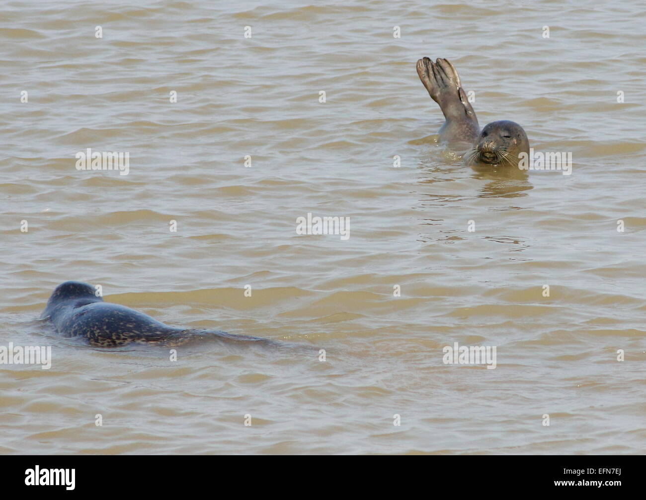 Politica europea comune guarnizioni (Phoca vitulina) poltrire in acque poco profonde vicino alla riva Foto Stock