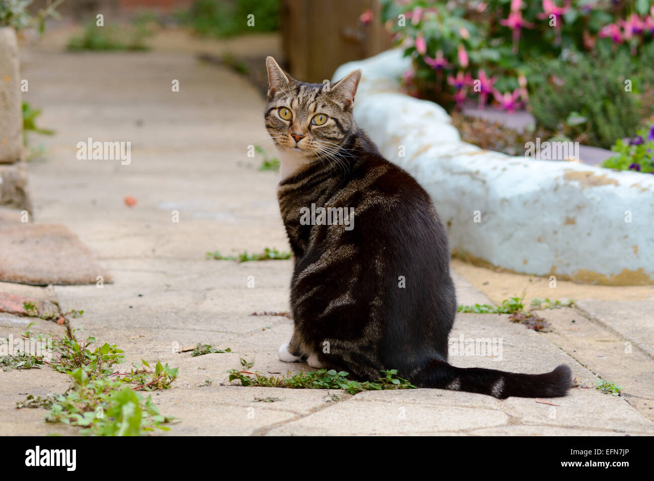Tabby cat ritratto sat in giardino Foto Stock