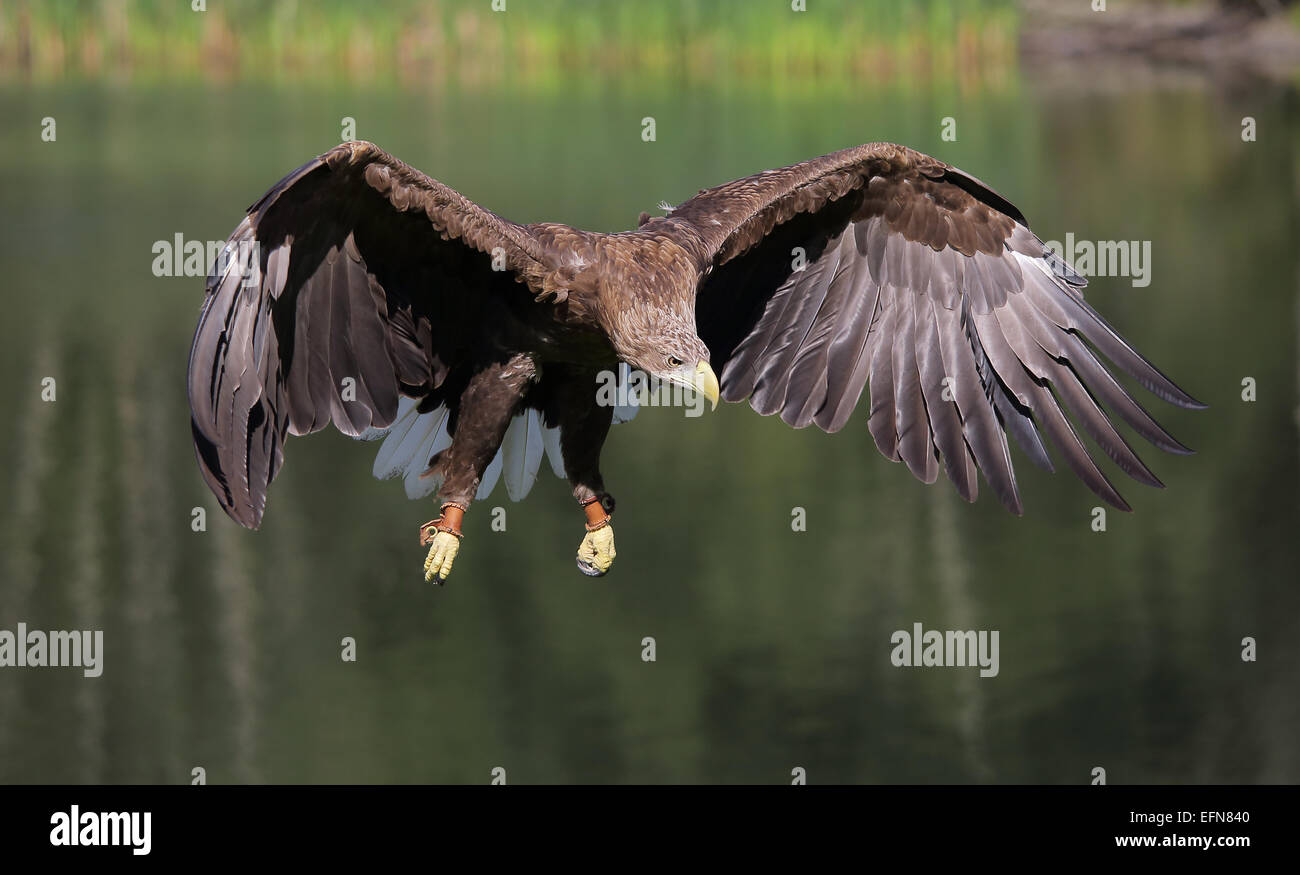 White-tailed Sea Eagle in volo, venuta a terra Foto Stock