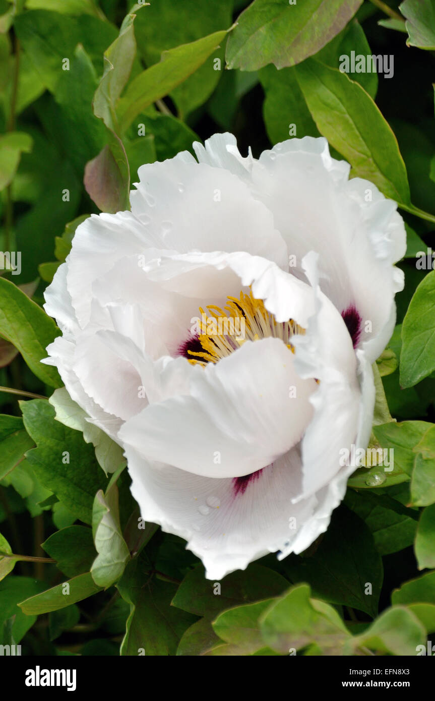 Grande fiore di peonia bianca sulla boccola Foto Stock
