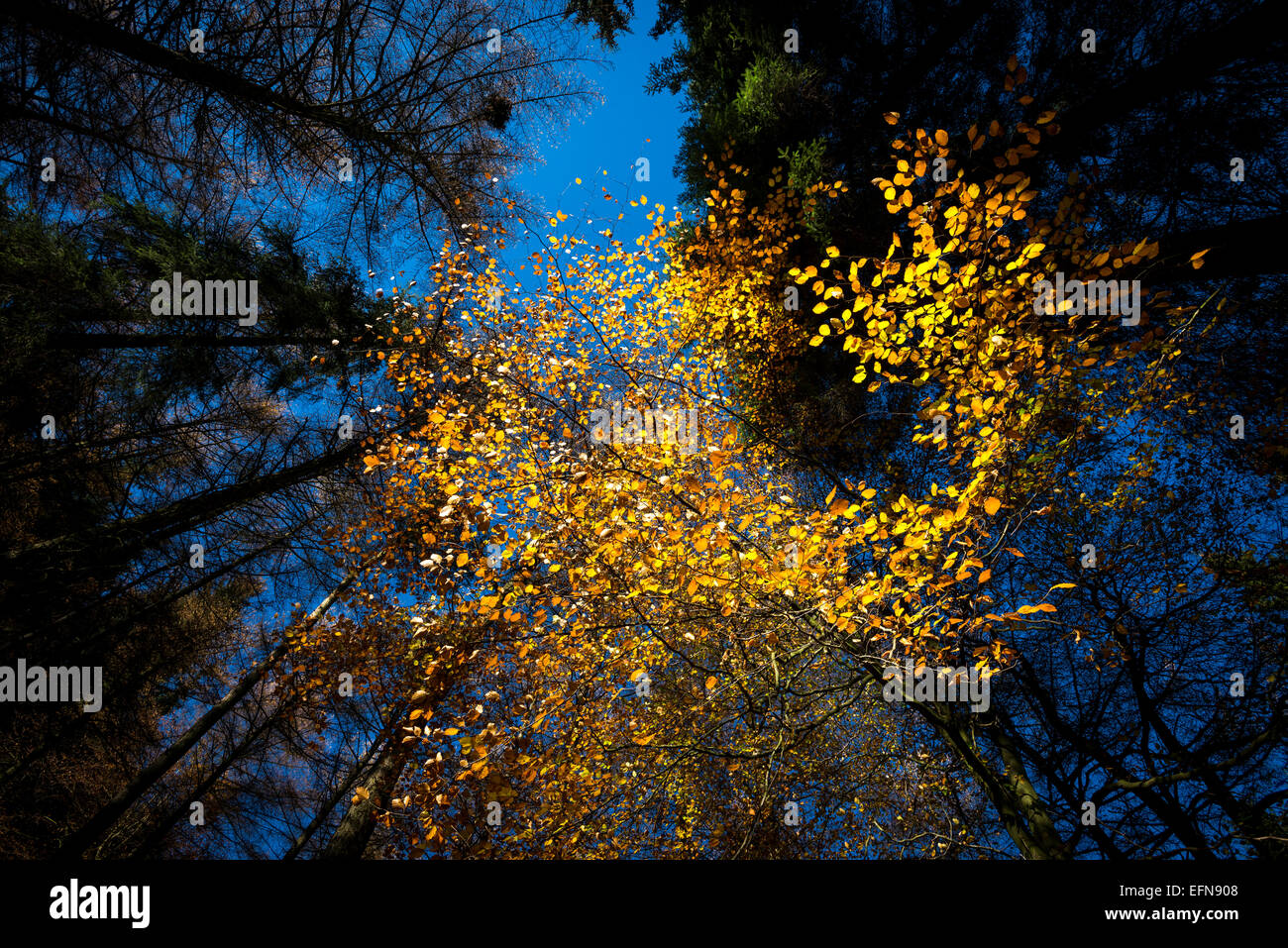 Esaminando il incandescente delle foglie di un bosco di faggi in autunno in contrasto con il blu del cielo sopra. Foto Stock