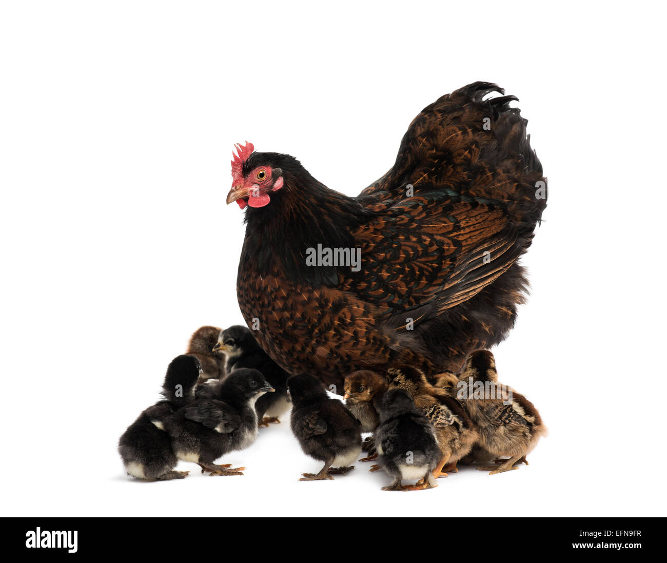 Gallina e i suoi pulcini contro uno sfondo bianco Foto Stock
