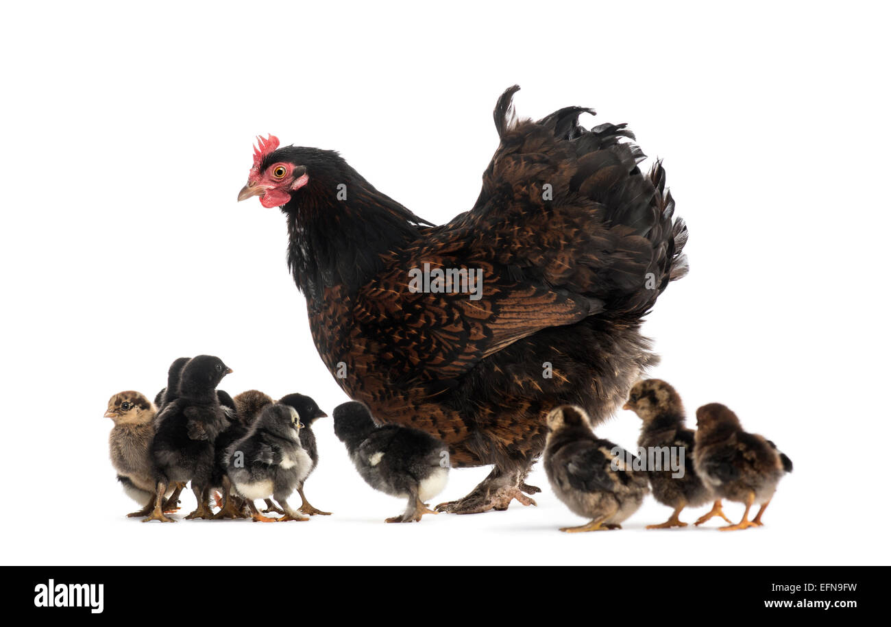 Gallina e i suoi pulcini contro uno sfondo bianco Foto Stock
