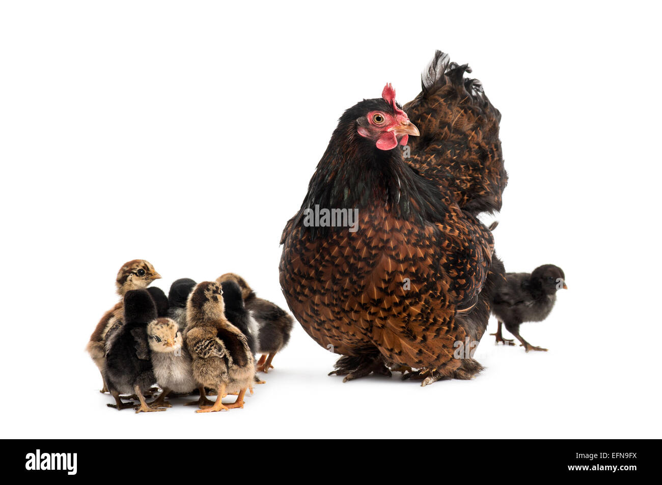 Gallina e i suoi pulcini contro uno sfondo bianco Foto Stock