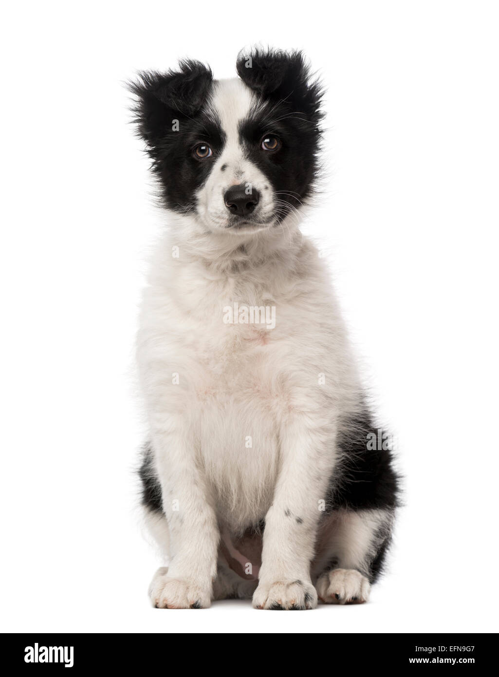 Border Collie cucciolo (10 settimane di età) contro uno sfondo bianco Foto Stock