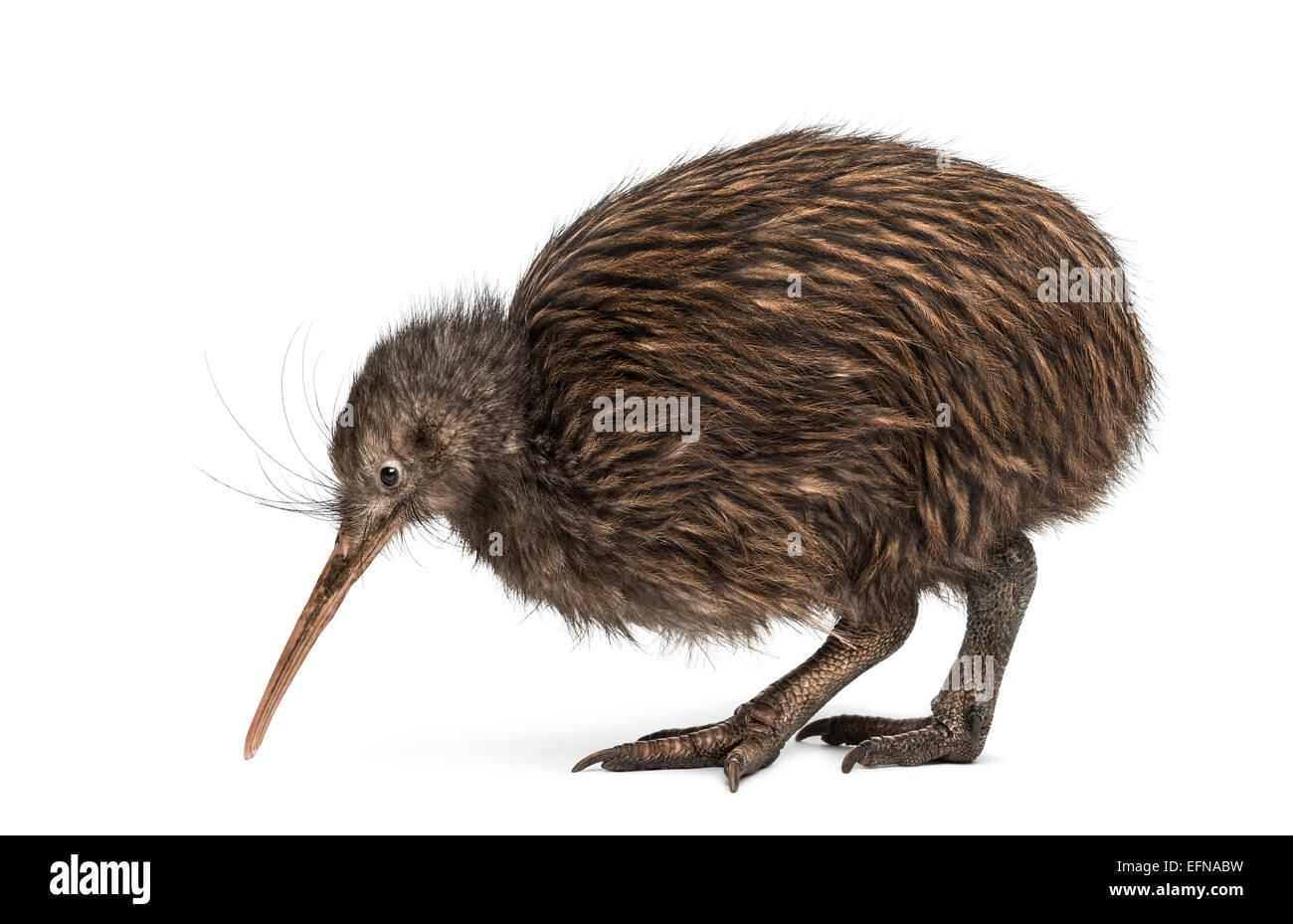 Isola Del Nord Brown Kiwi Apteryx Mantelli Contro Uno Sfondo Bianco Foto Stock Alamy