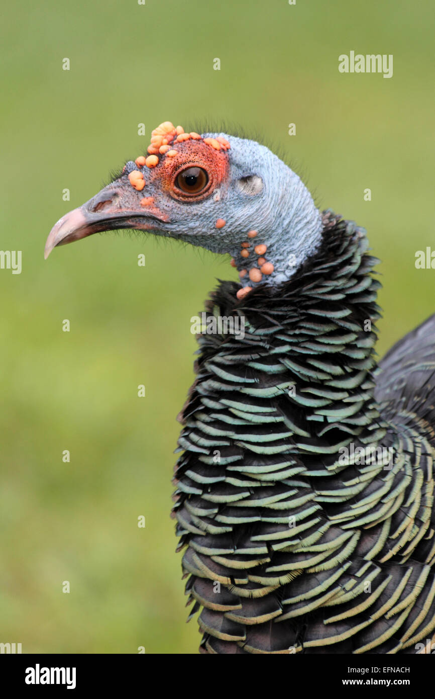 La Turchia Ocellated Meleagris ocellata maschio - Testa in dettaglio Foto Stock