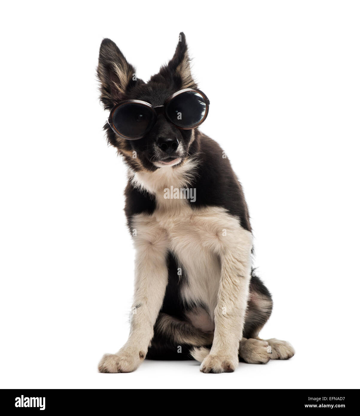 Border Collie seduto e indossando occhiali da sole contro uno sfondo bianco Foto Stock
