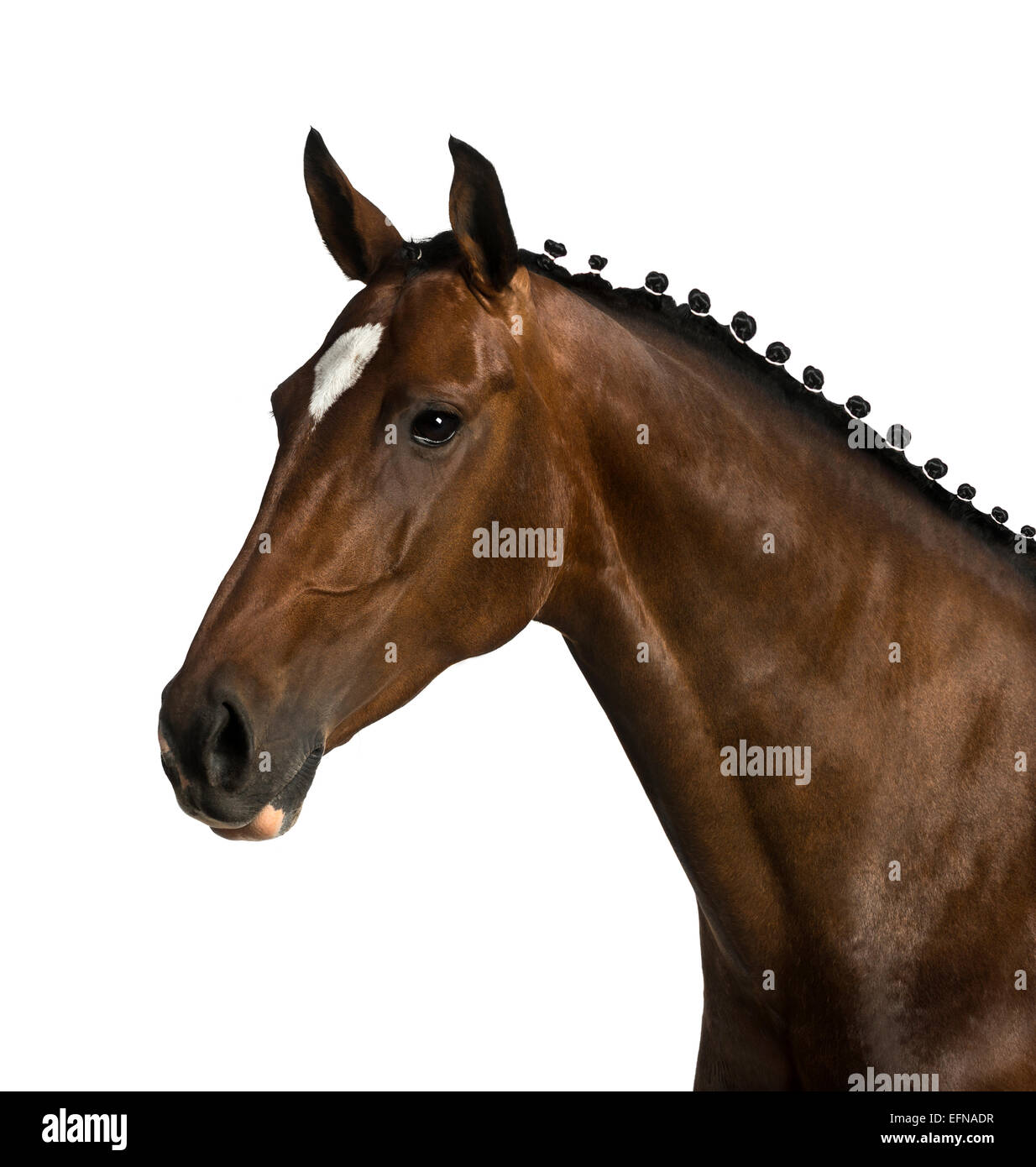 Rheinlander, 6 anni, Equus ferus caballus, contro uno sfondo bianco Foto Stock