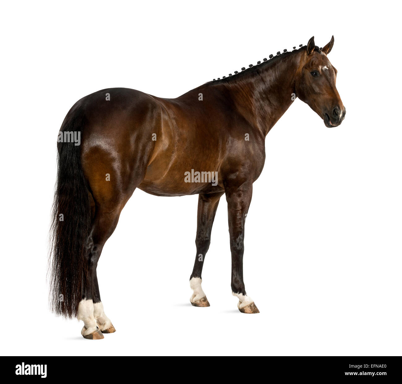 KWPN, olandese Warmblood, 3 anni, Equus ferus caballus, contro uno sfondo bianco Foto Stock