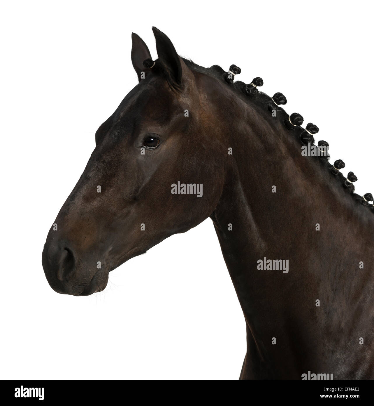 Sport belga cavallo (SBS) 25 anni, Equus ferus caballus, contro uno sfondo bianco Foto Stock