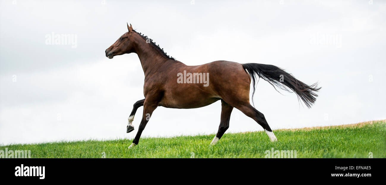 Cavallo al galoppo in un campo Foto Stock