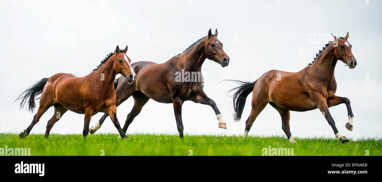 Cavalli al galoppo in un campo Foto Stock