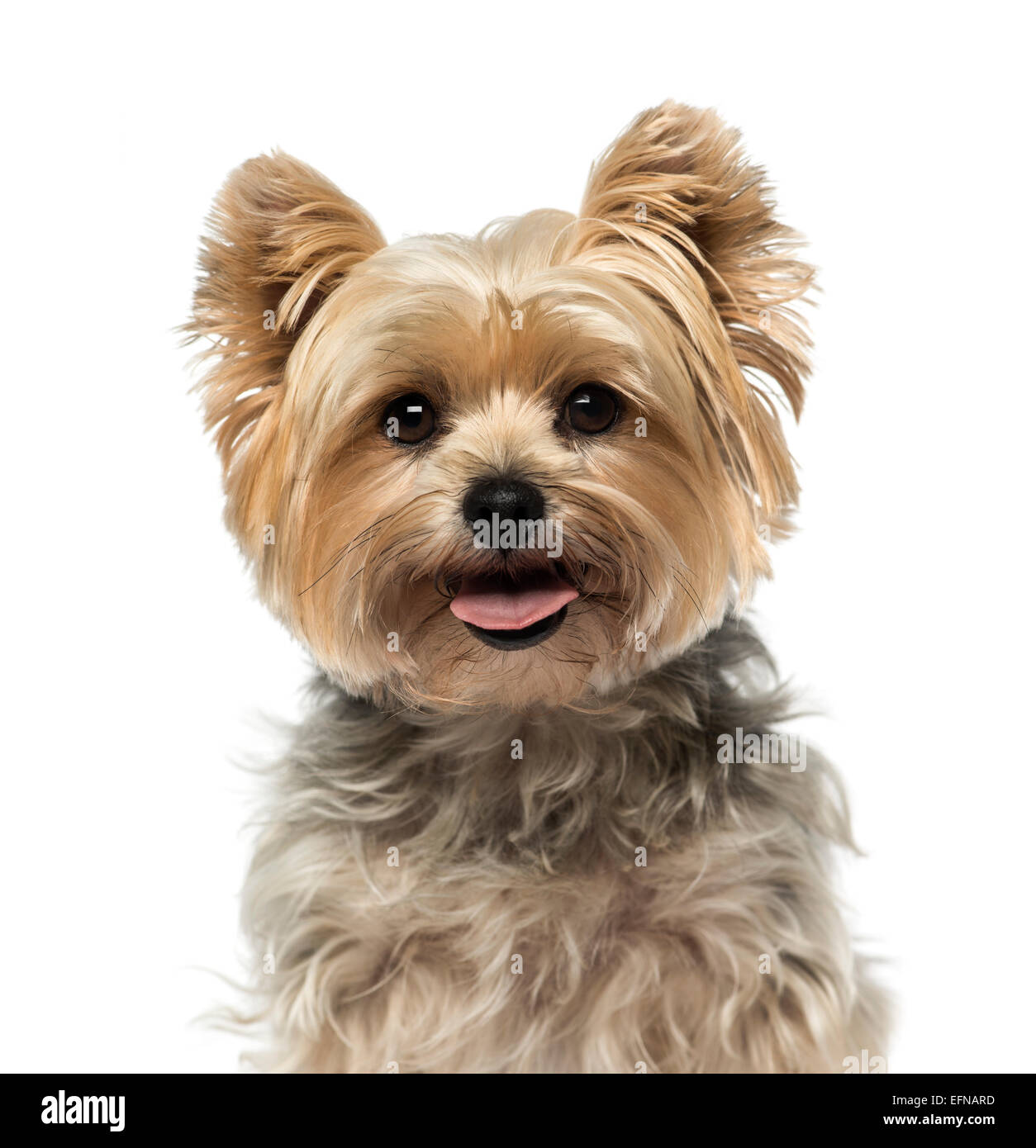 Yorkshire Terrier (4 anni) contro uno sfondo bianco Foto Stock