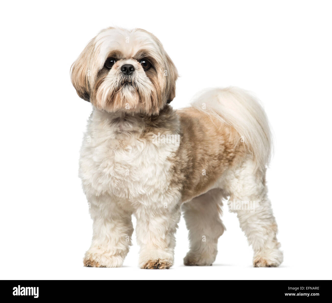 Shih Tzu (3 anni) contro uno sfondo bianco Foto Stock