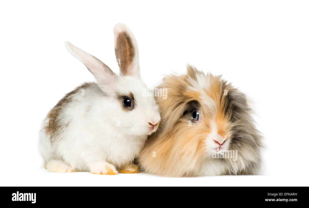 Due conigli di fronte a uno sfondo bianco Foto Stock