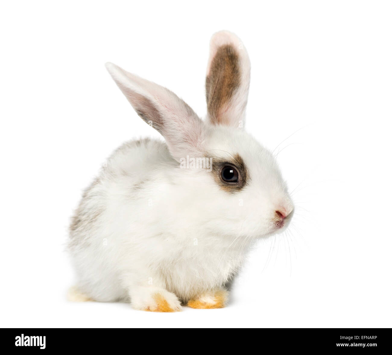 Il coniglio di fronte a uno sfondo bianco Foto Stock