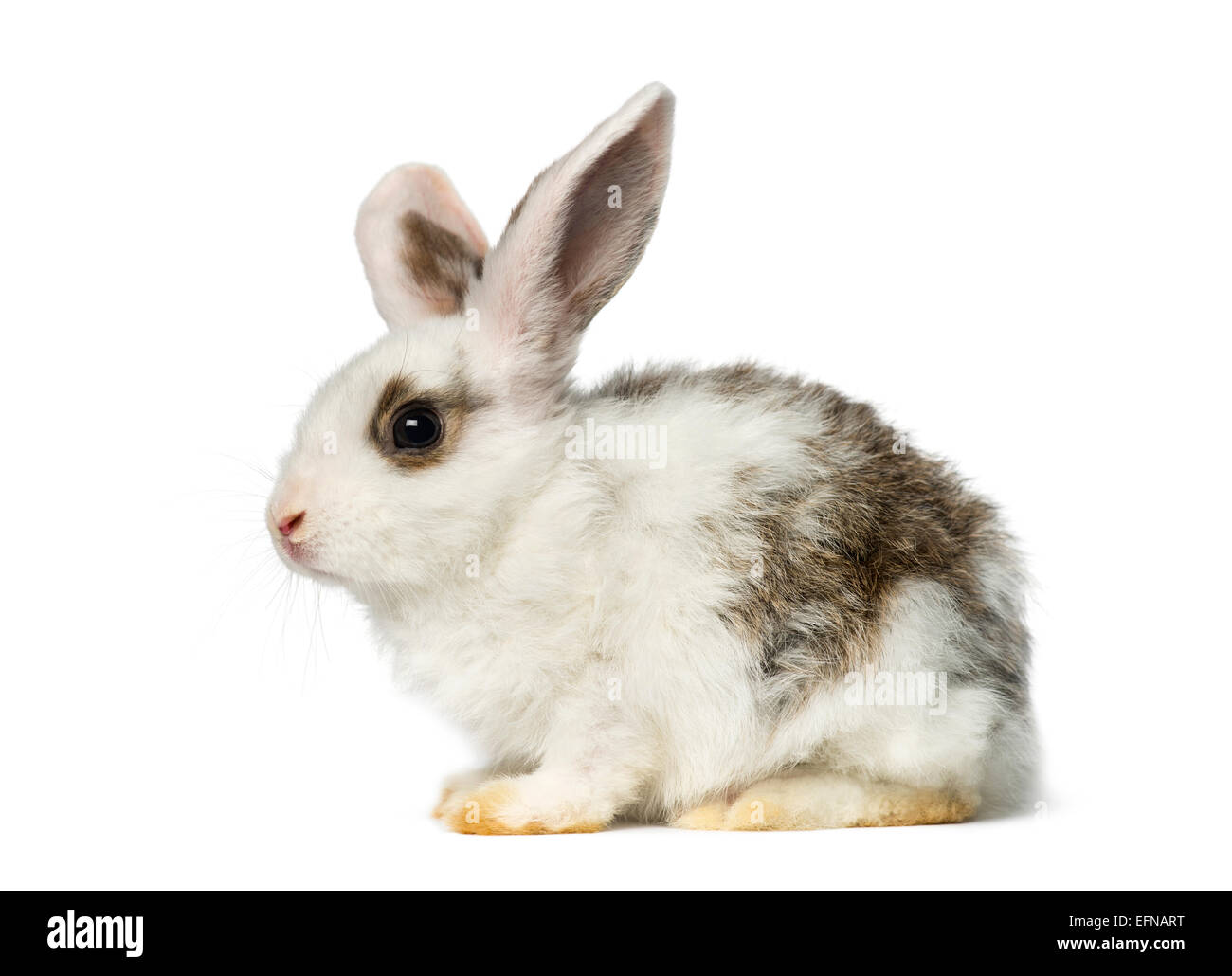 Coniglio contro uno sfondo bianco Foto Stock