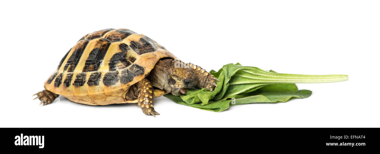 Hermann's tartaruga insalata mangiare contro uno sfondo bianco Foto Stock