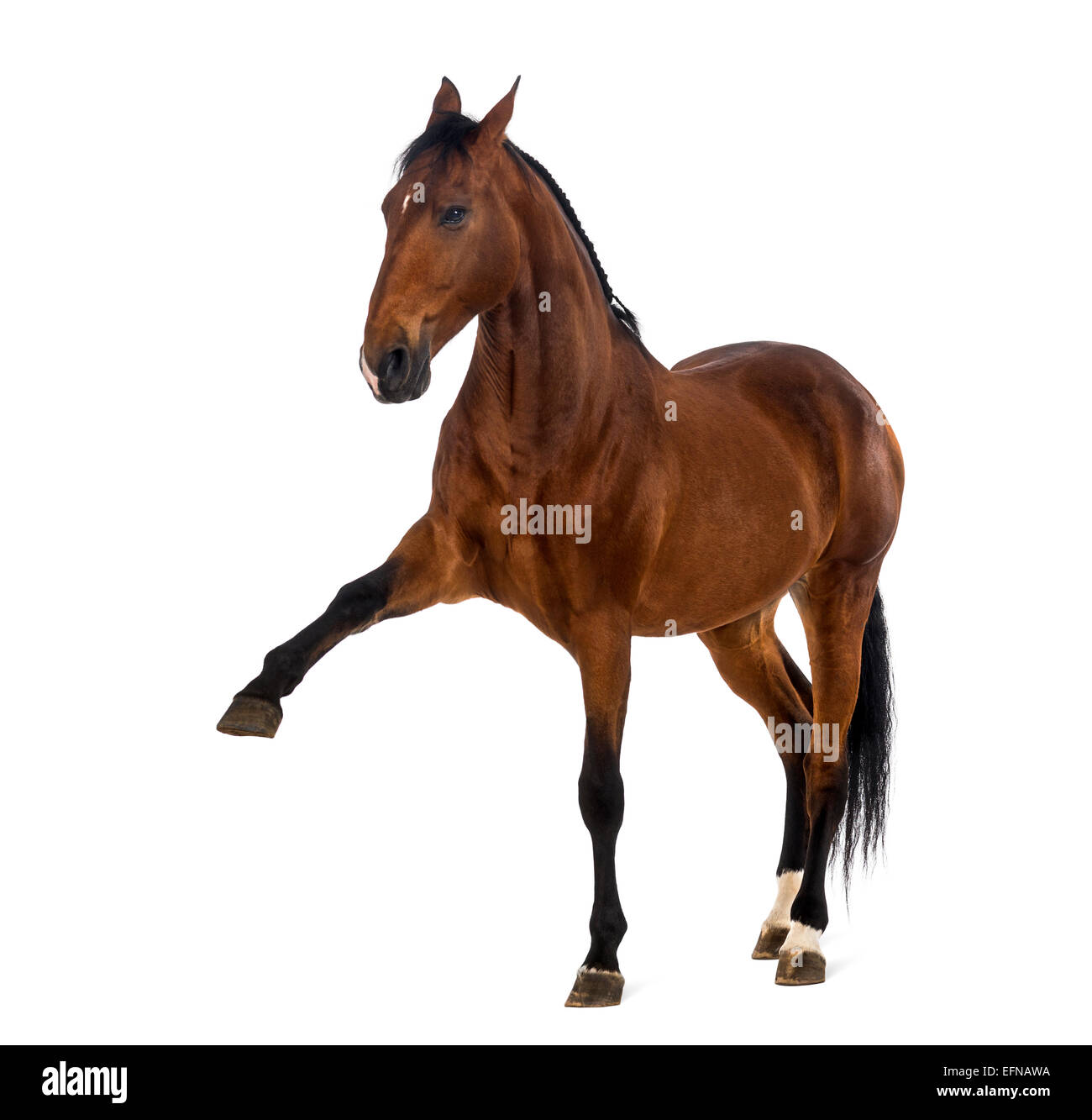 Cavallo andaluso con una gamba in alto contro uno sfondo bianco Foto Stock
