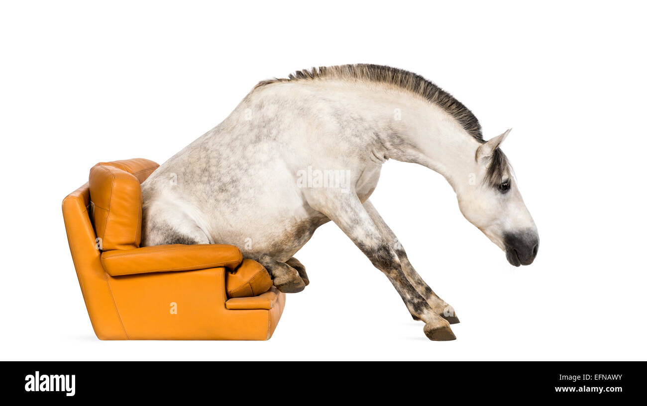 Cavallo andaluso seduta su una poltrona contro uno sfondo bianco Foto Stock