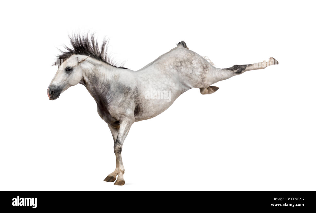 Cavalli andalusi dando dei calci fuori contro uno sfondo bianco Foto Stock