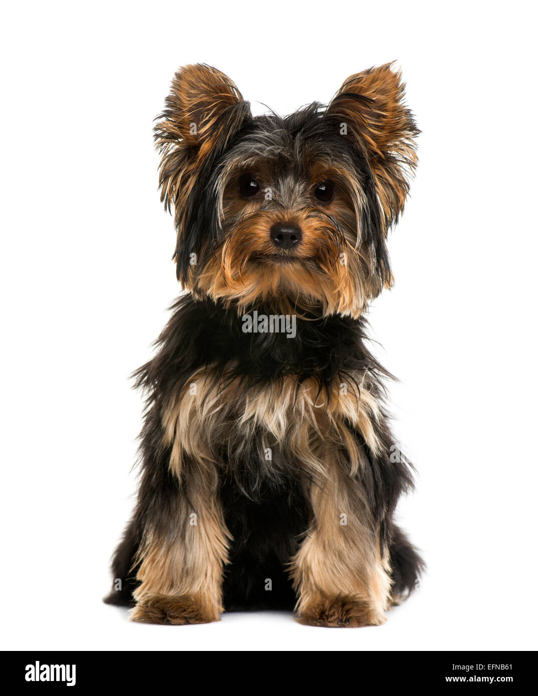 Yorkshire terrier contro uno sfondo bianco Foto Stock