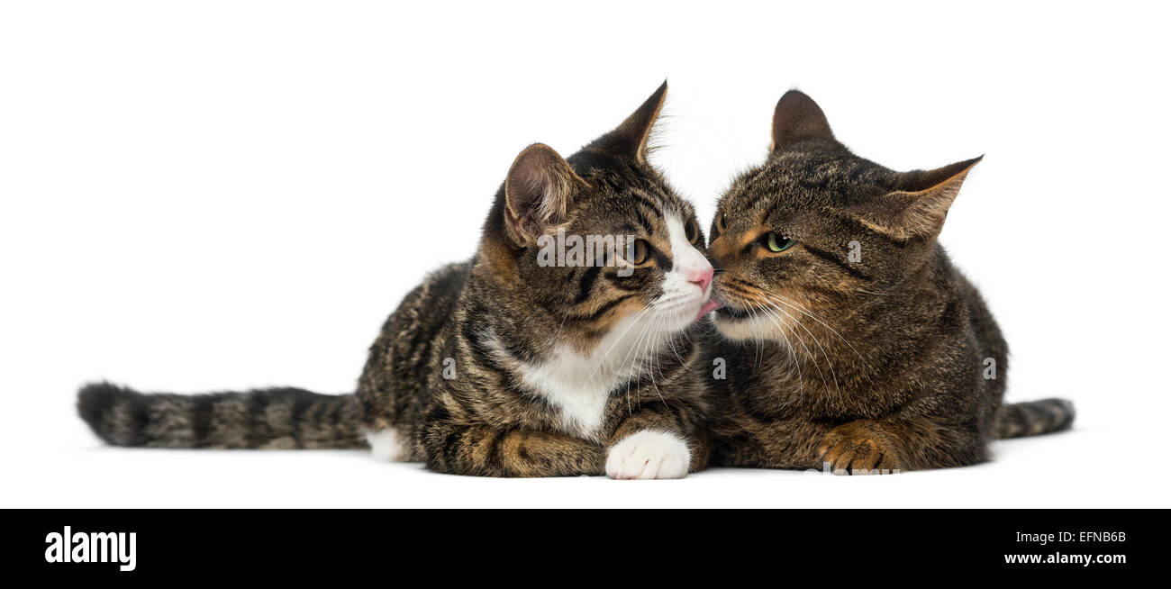Due gattini contro uno sfondo bianco Foto Stock