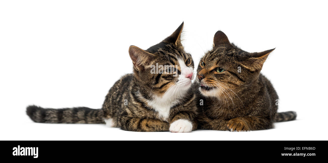Due gattini contro uno sfondo bianco Foto Stock