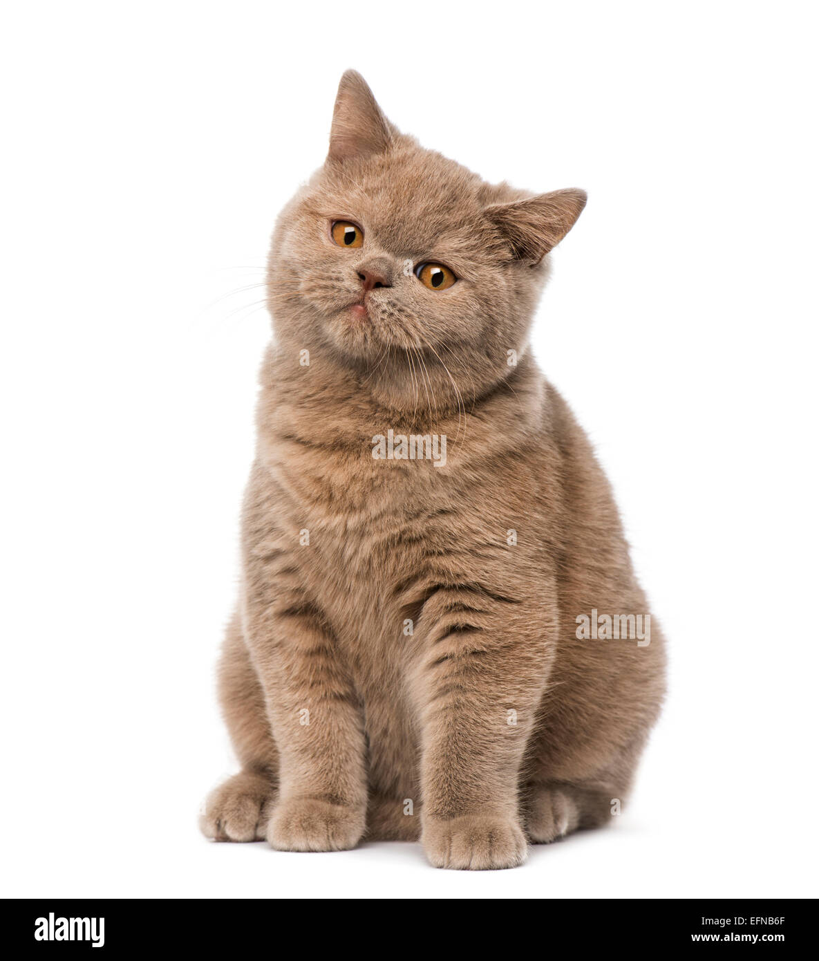 British Shorthair cat contro uno sfondo bianco Foto Stock