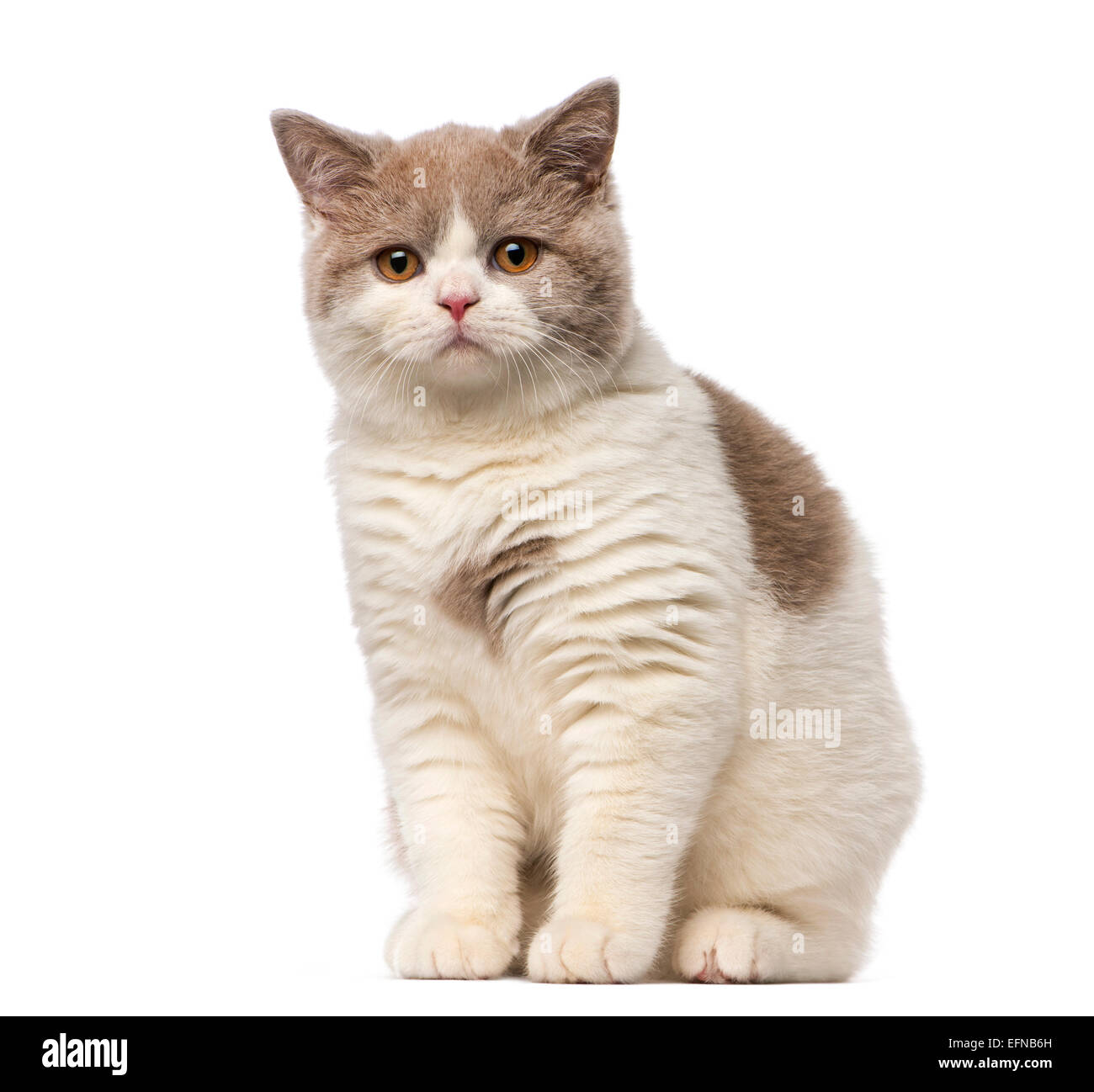 British Shorthair cat contro uno sfondo bianco Foto Stock