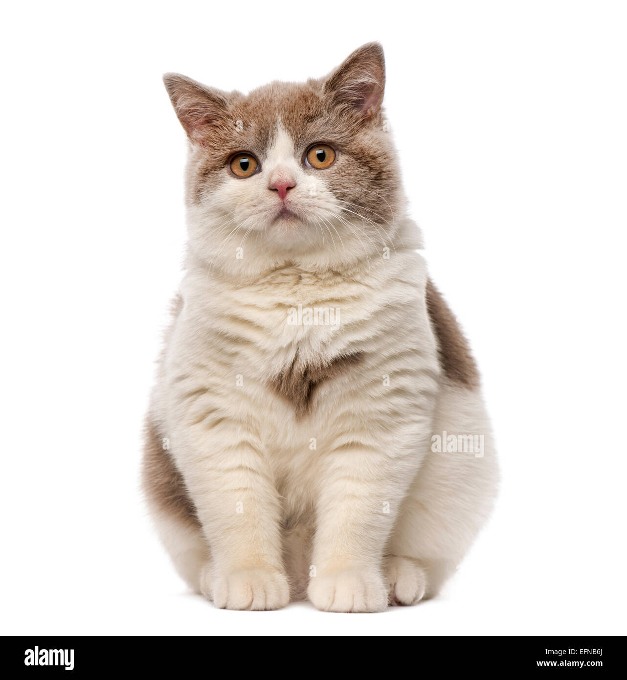 British Shorthair cat contro uno sfondo bianco Foto Stock