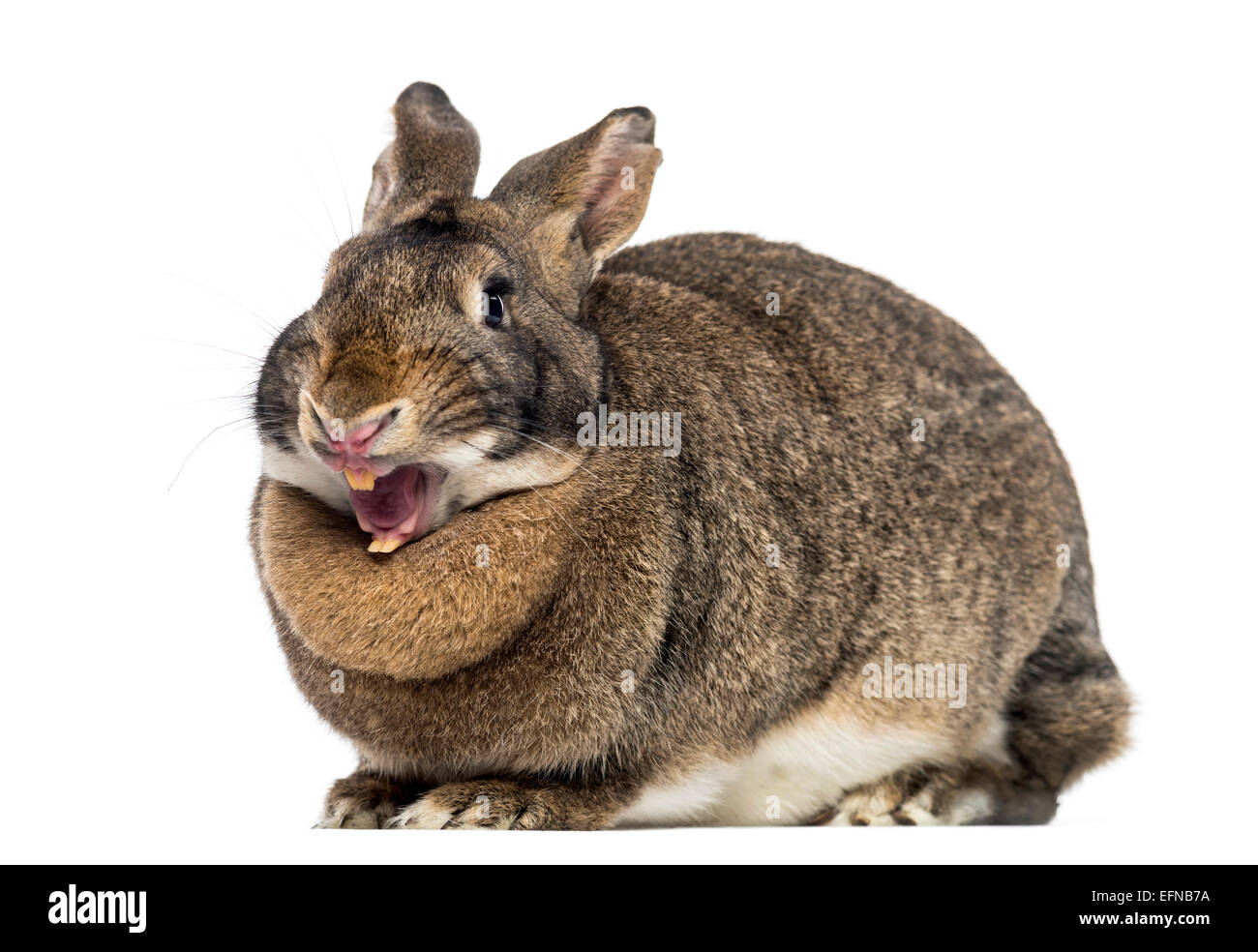 Divertente coniglio (4 anni) di fronte a uno sfondo bianco Foto Stock