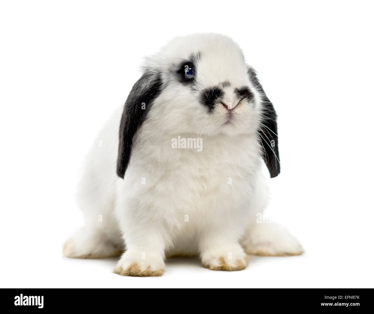 Lop rabbit contro uno sfondo bianco Foto Stock