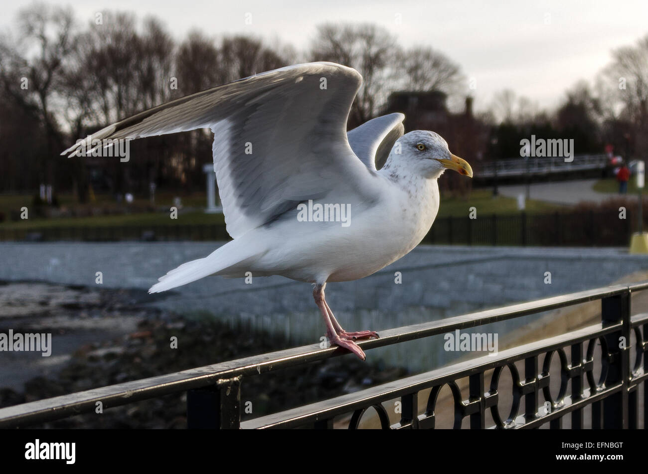 Un giovane Aringa Gull pronti a prendere il volo, Bar Harbor, Maine. Foto Stock