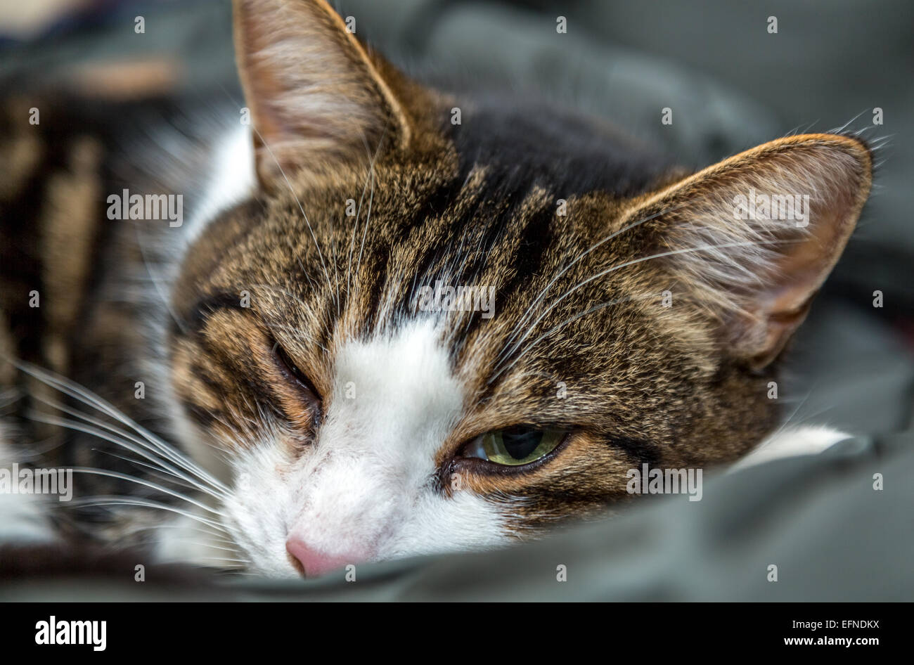 Gatto di vicini Foto Stock