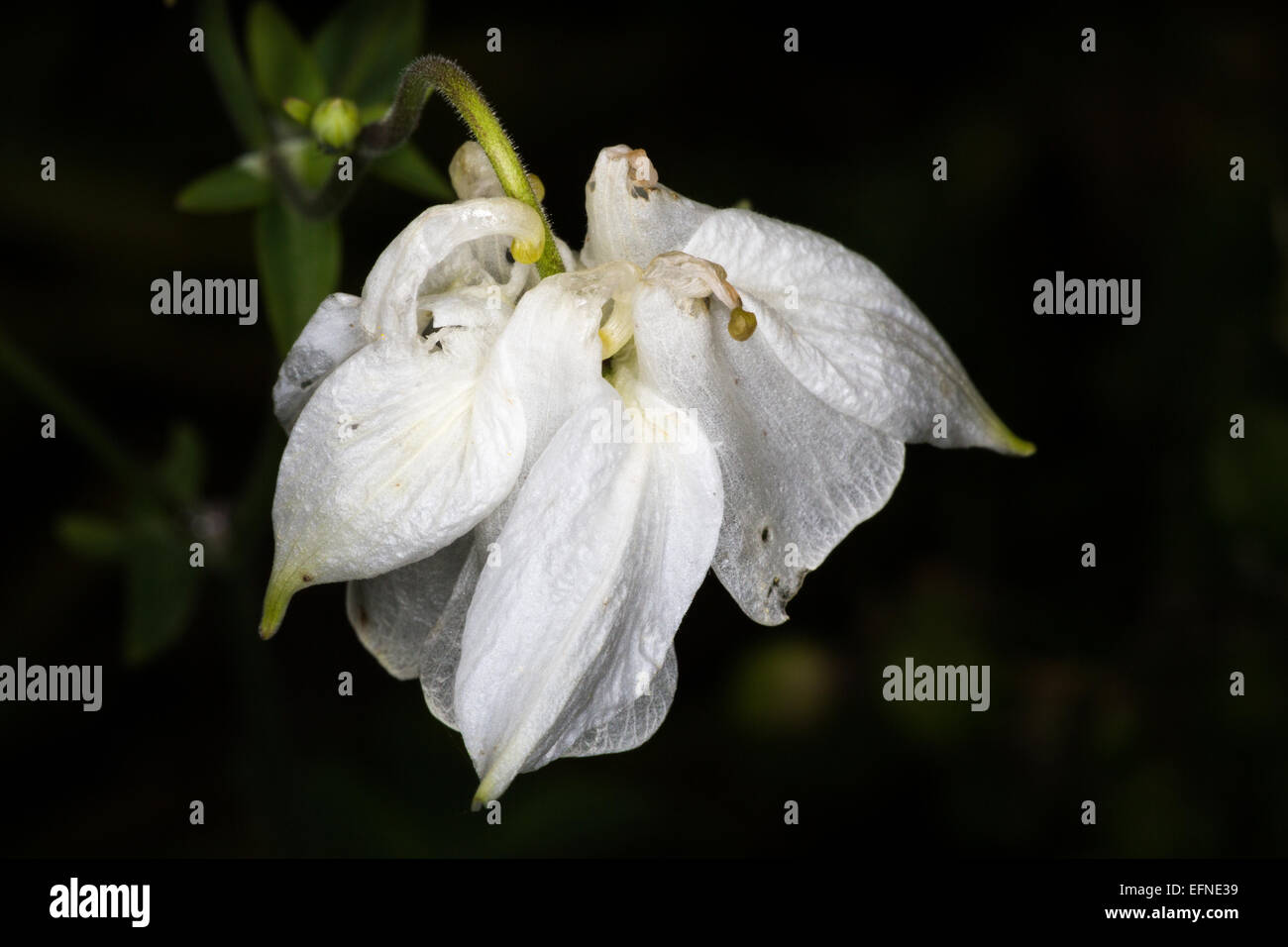 Fiore del giardino Foto Stock