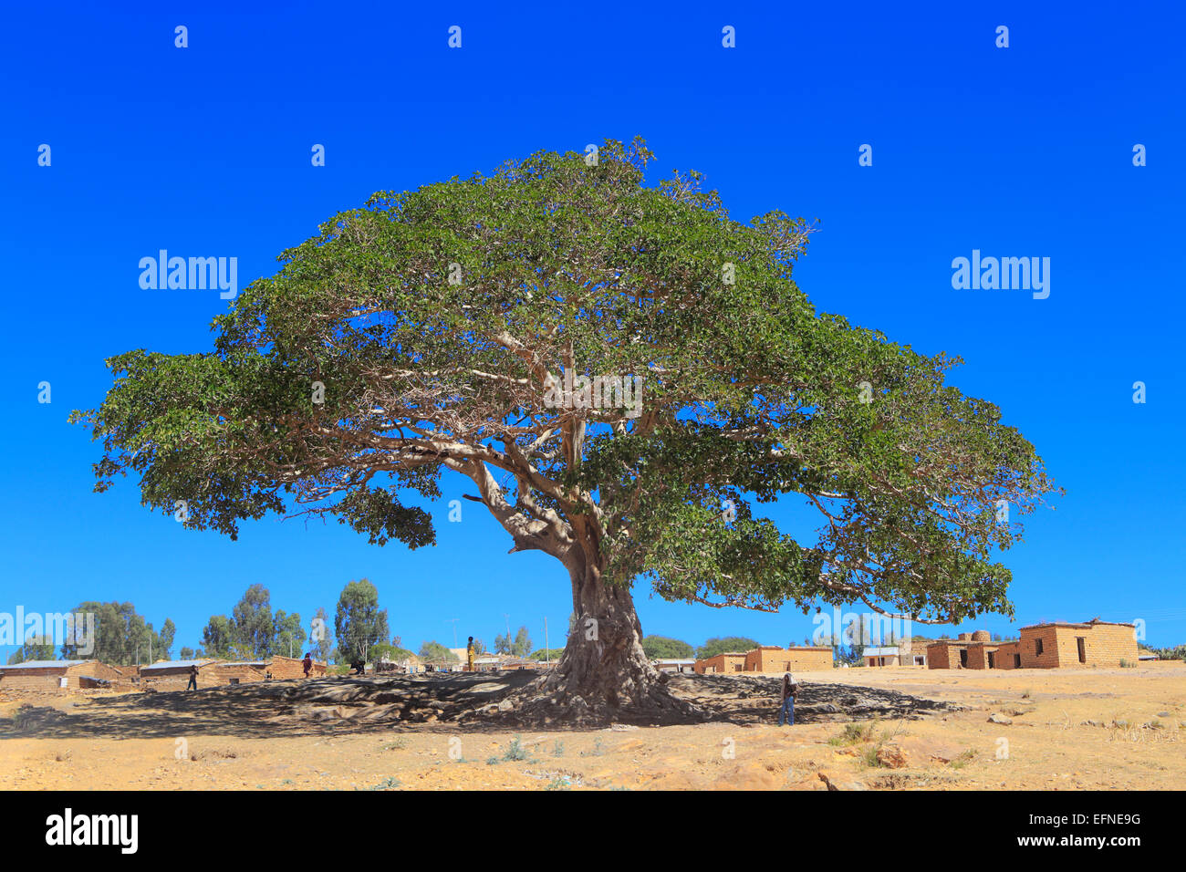 Warka (wild fig tree), Degum village, Tigray, Etiopia Foto Stock