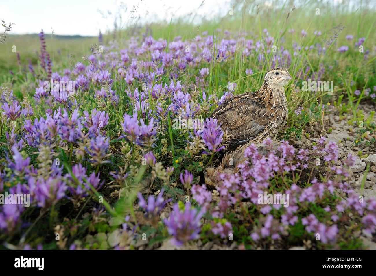 Quaglia bird per la caccia Foto Stock