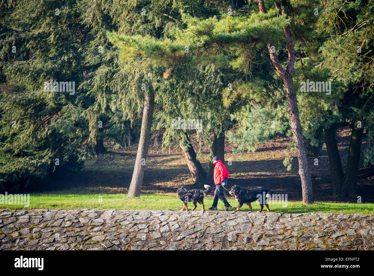 Uomo che cammina con il cane nel parco lungo il fiume Becva, Teplice nad Becvou, Repubblica Ceca. Foto Stock