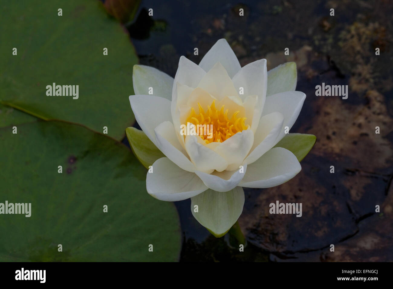 Ninfea Bianca (Nymphaea alba). Modulo coltivati. Foto Stock