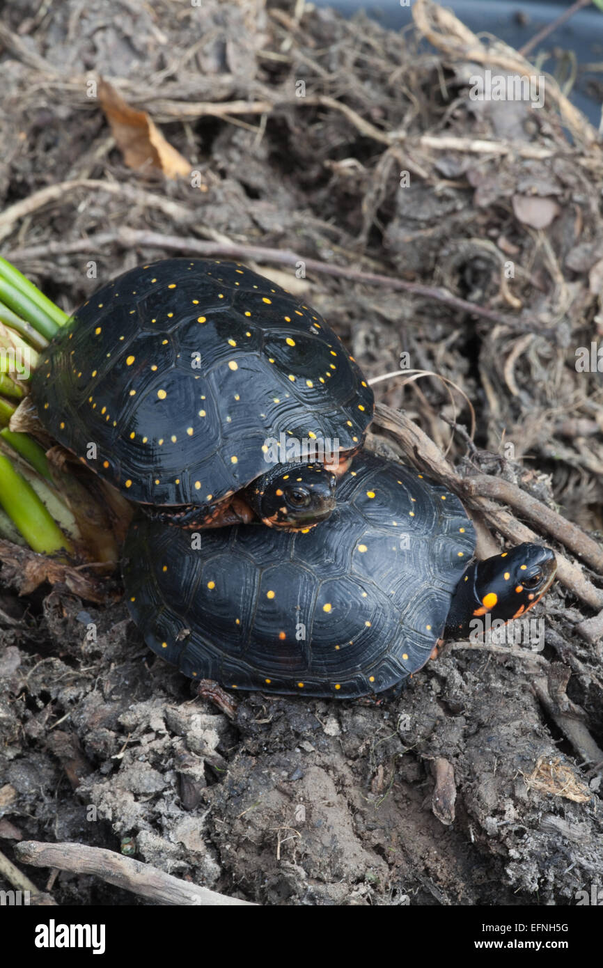 North American Spotted tartarughe (Clemmys guttata). Foto Stock