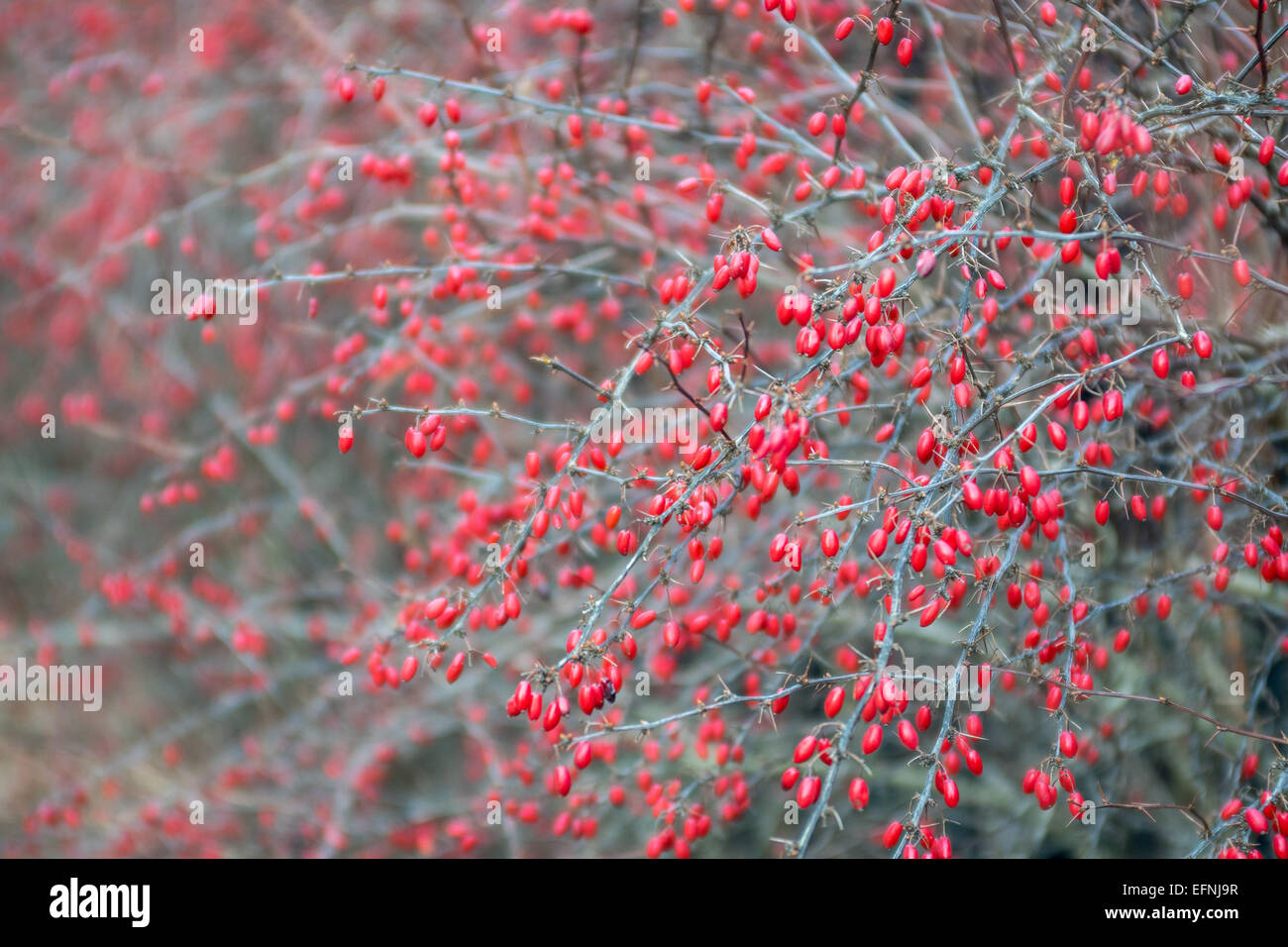 Berberis thunbergii autunno rosso bacche Foto Stock