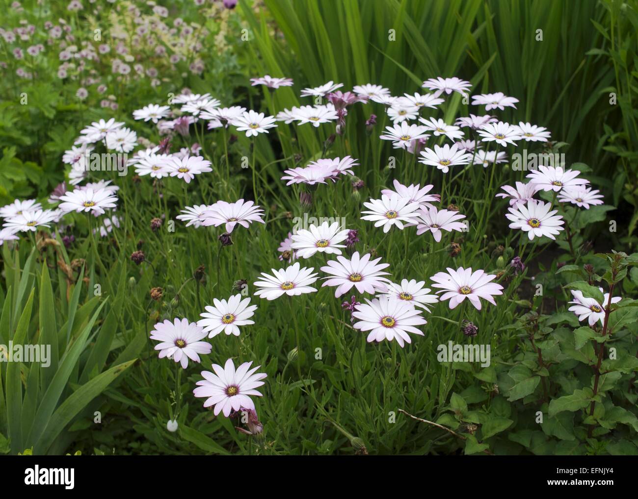 Bianco Fiori a margherita Foto Stock