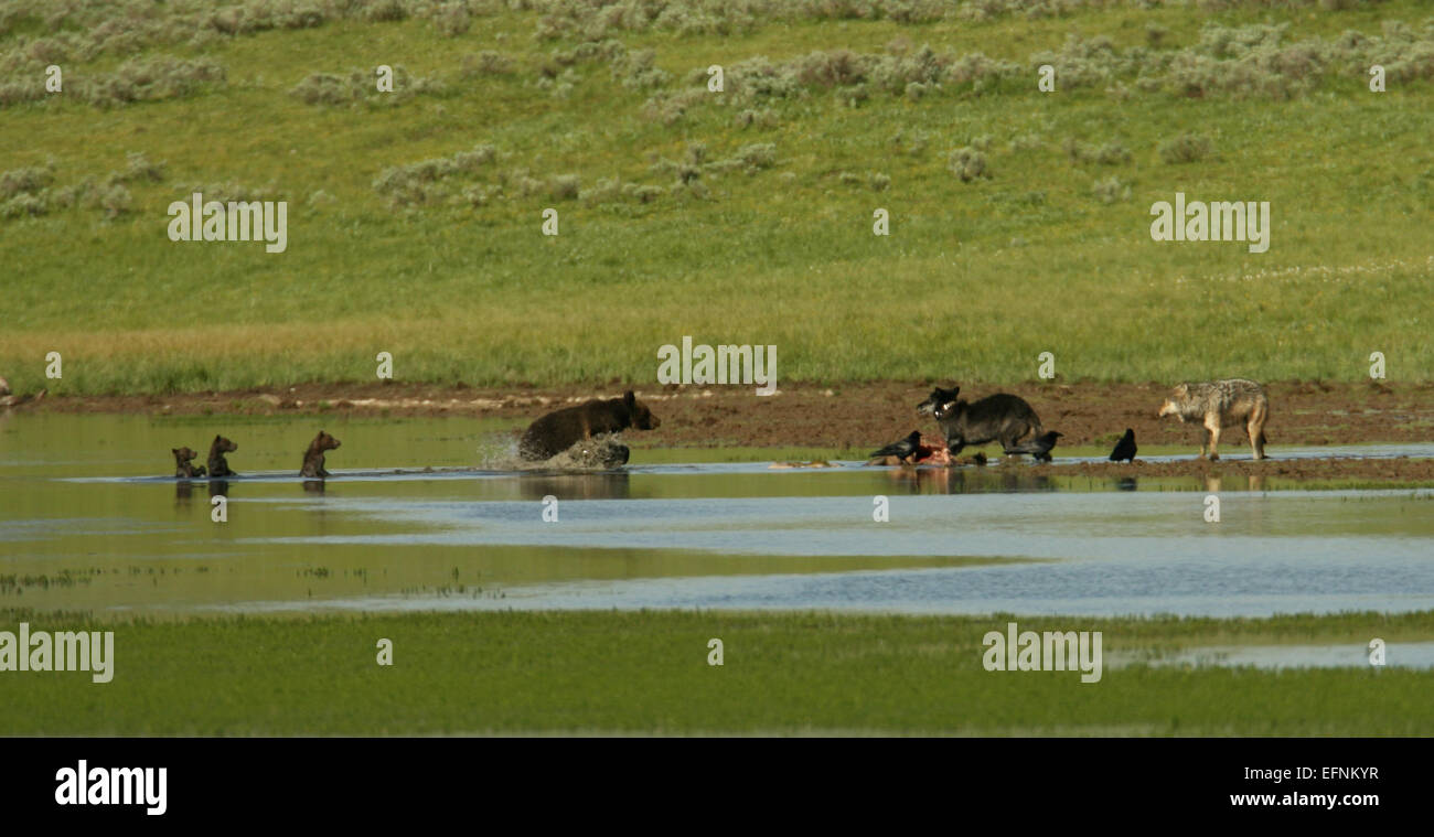 Catturata da Jim Peaco il 1° luglio 2010, questa immagine mostra una scrofa grizzly e i suoi tre cuccioli che scavano una carcassa con due lupi ad Alum Creek, nel Parco Nazionale di Yellowstone. La fotografia mette in evidenza una rara e drammatica interazione con la fauna selvatica nell'ecosistema del parco. Foto Stock Catturata da Jim Peaco il 1° luglio 2010, questa immagine mostra una scrofa grizzly e i suoi tre cuccioli che scavano una carcassa con due lupi ad Alum Creek, nel Parco Nazionale di Yellowstone. La fotografia mette in evidenza una rara e drammatica interazione con la fauna selvatica nell'ecosistema del parco. Foto Stock