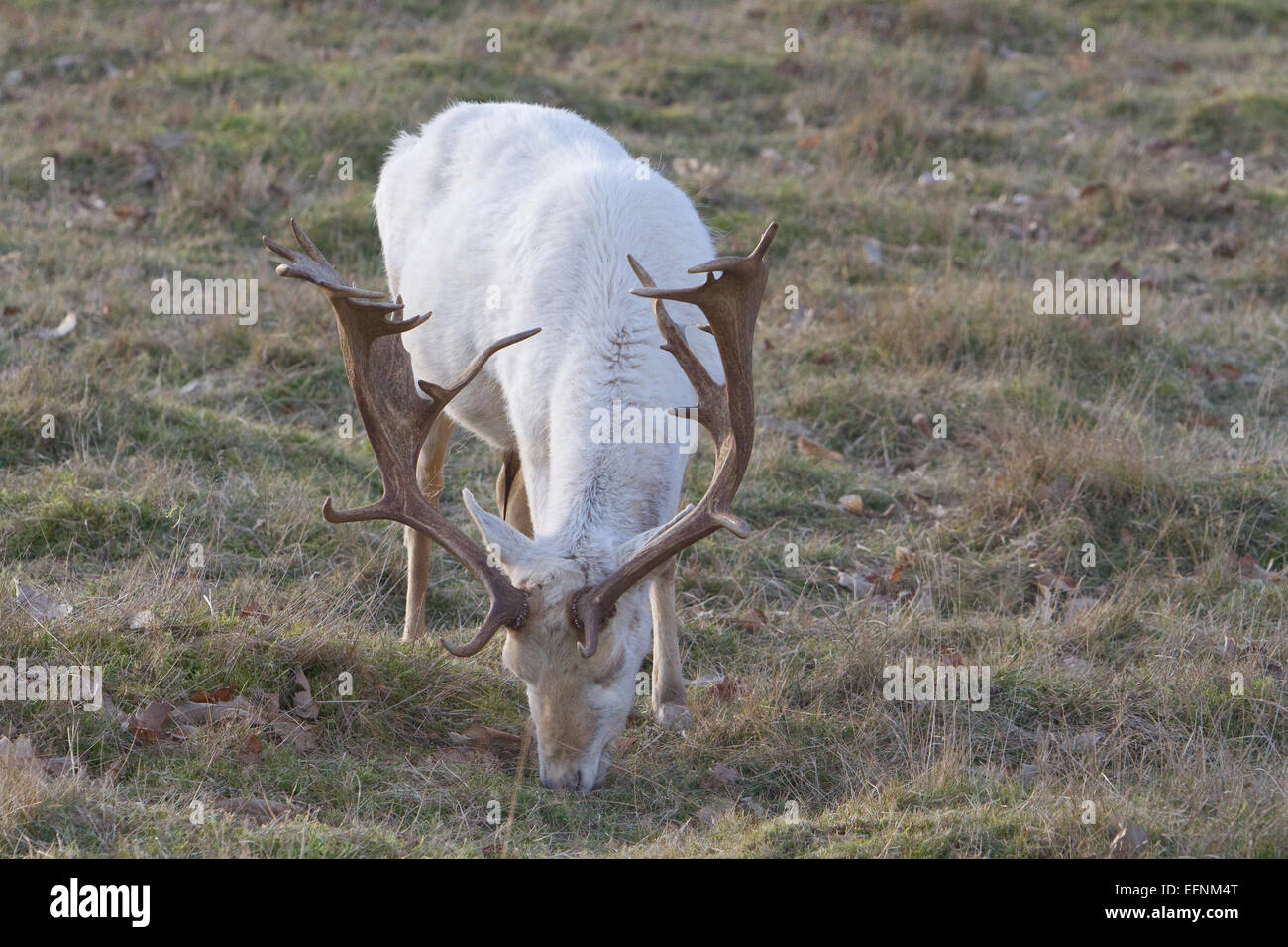 Un bianco puro daini lambisce in Knole Park Sevenoaks Kent Foto Stock