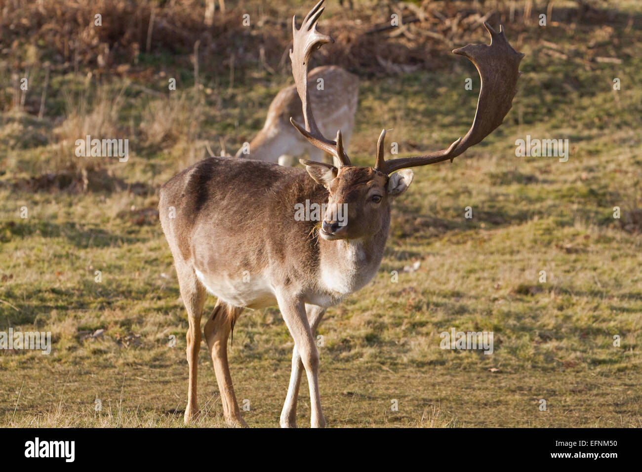 Una coppia di daini vegliare in Knole Park Sevenoaks Kent Foto Stock