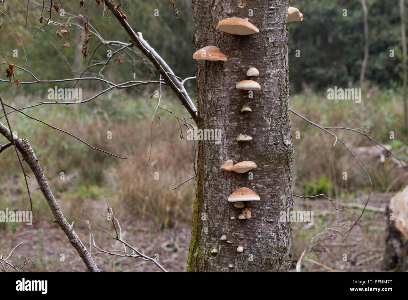 Roverella (Betulla Betula pubescens). Morire e gli alberi morti con staffa o mensola fungo (Piptoporus betulinus), di corpi fruttiferi. Foto Stock